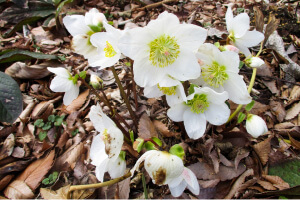 クリスマスローズ