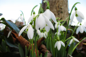 スノードロップ