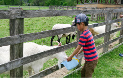 【家族向け】やぎ・ひつじとふれあう