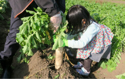 【家族向け】有機野菜の栽培と収穫