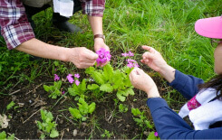 【大人向け】みちのくの花野を復活させる