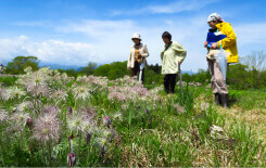 【家族向け】四季折々の花野を歩く