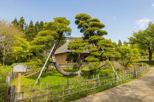 湯田河の松