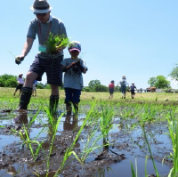 田植え