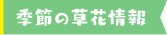 季節の草花情報
